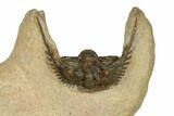 Spiny Leonaspis Trilobite - Foum Zguid, Morocco #186713-2